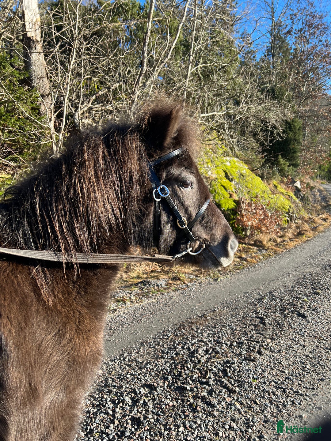 Allround hästar till salu: Unik ponny söker nytt hem  i Sjuntorp - Annons 3