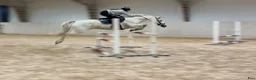 Hoppning hästar till salu: Ponnyn för de högsta klasserna! - Annons 1