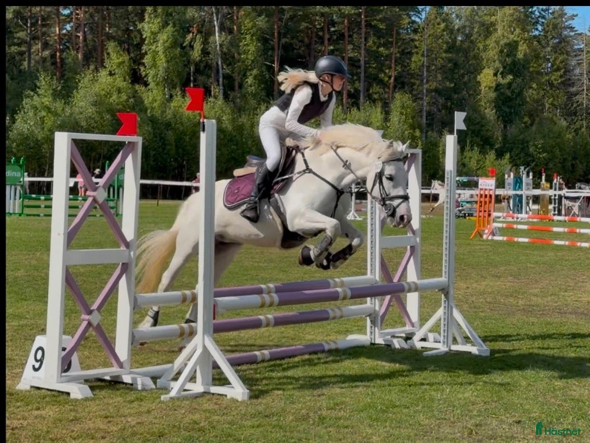  hästar Supertrevlig Cponny  - Annons 3