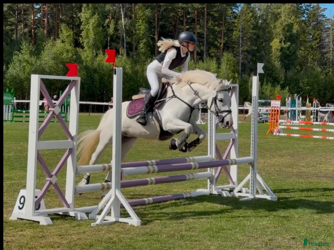 Hoppning hästar till salu: Supertrevlig Cponny  - Annons 1