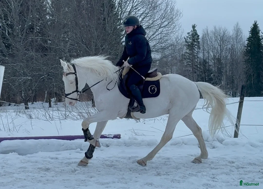 Allround hästar till salu: Trevlig spansk valack  - Annons 2