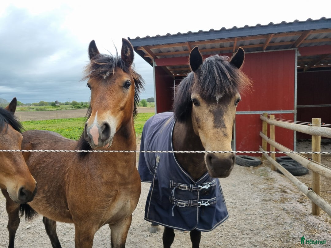 Allround hästar till salu: Framtids ponny för sporten  i Hörby - Annons 11
