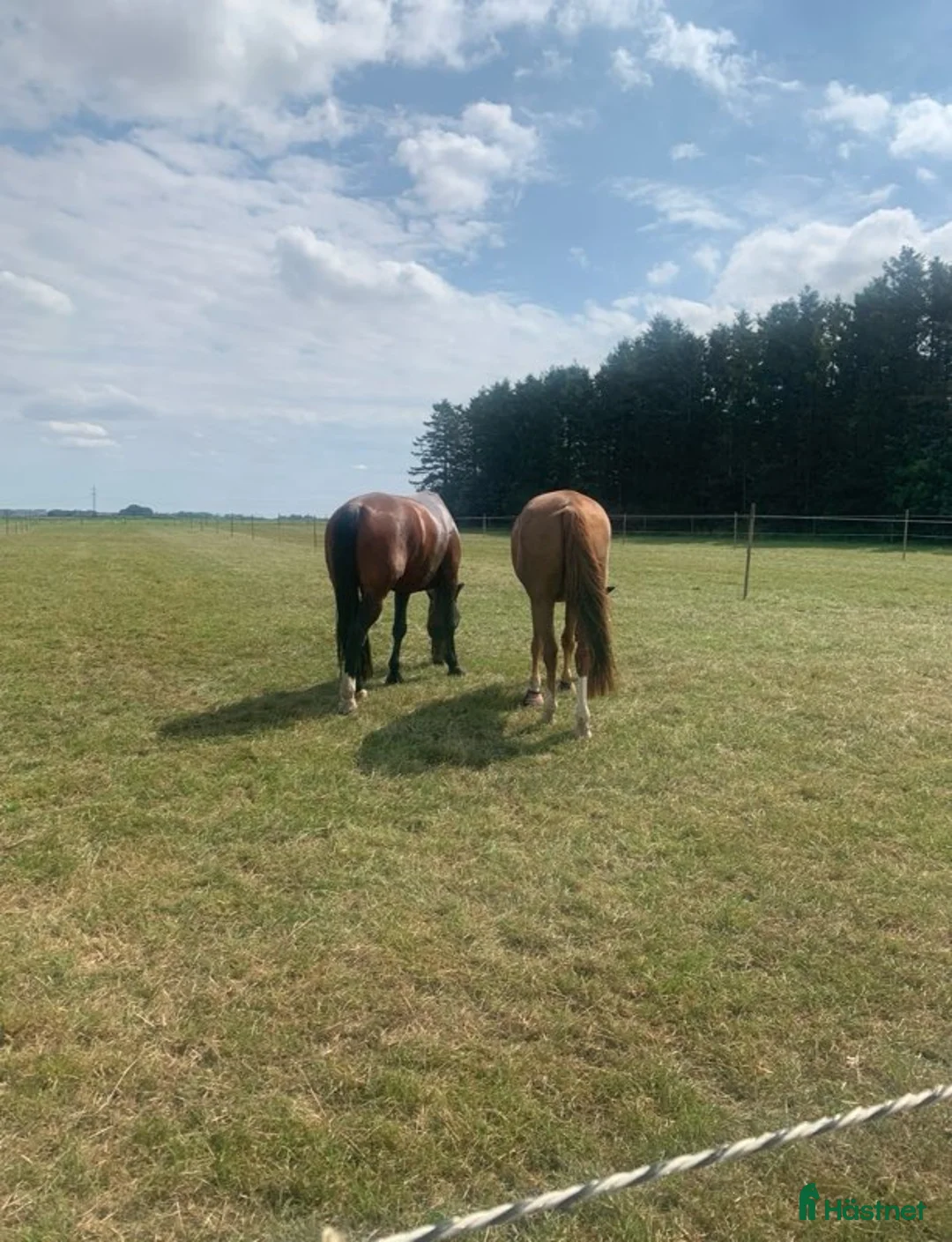  stallplats finnes: Lediga boxplatser strax utanför Ystad.  - Annons 8