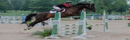 Hoppning hästar till salu: SWB-valack som sticker ut i mängden - Annons 2