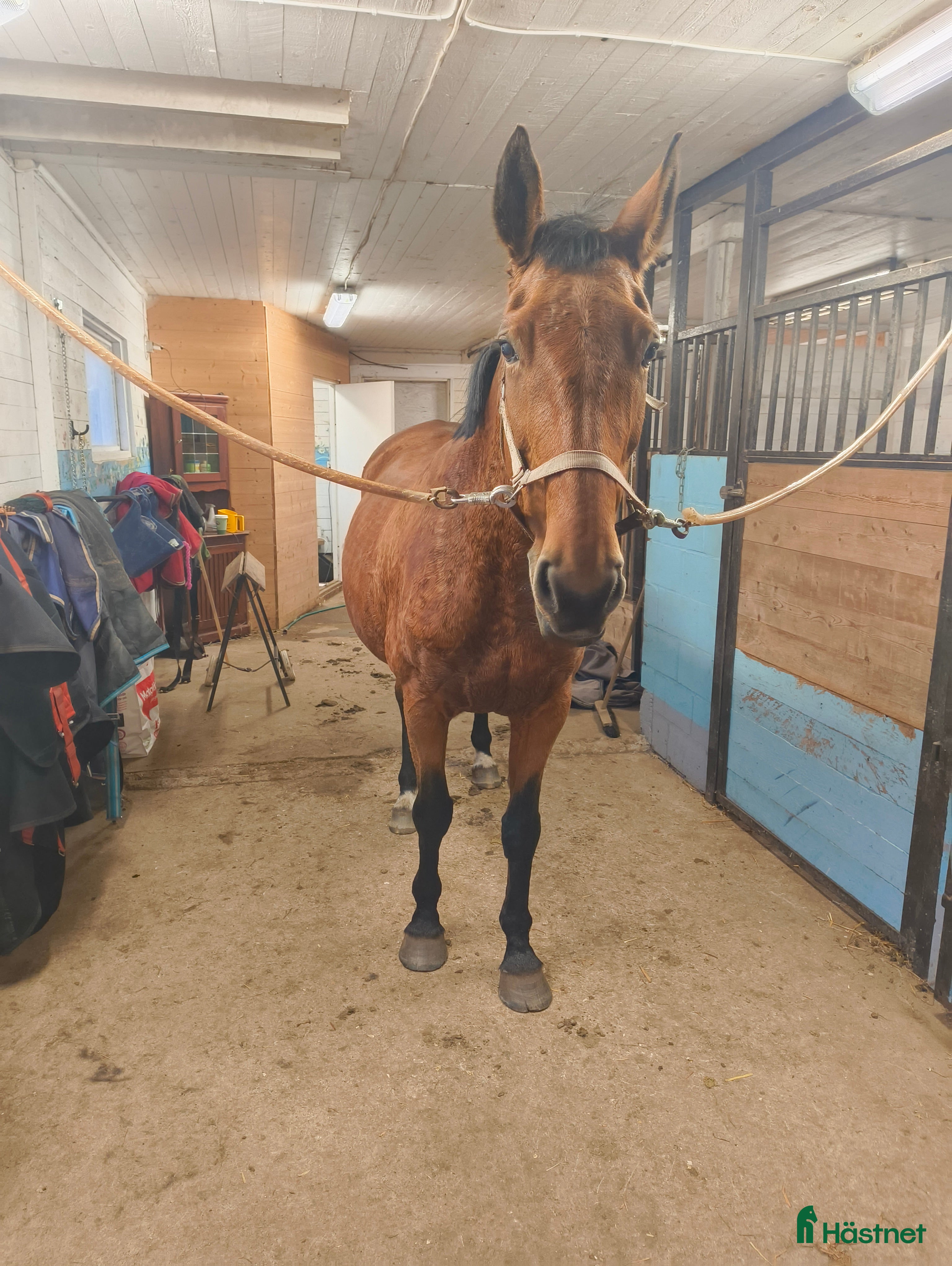  hästar Snällt sto till avel eller lättare ridning i Svenljunga - Annons 7