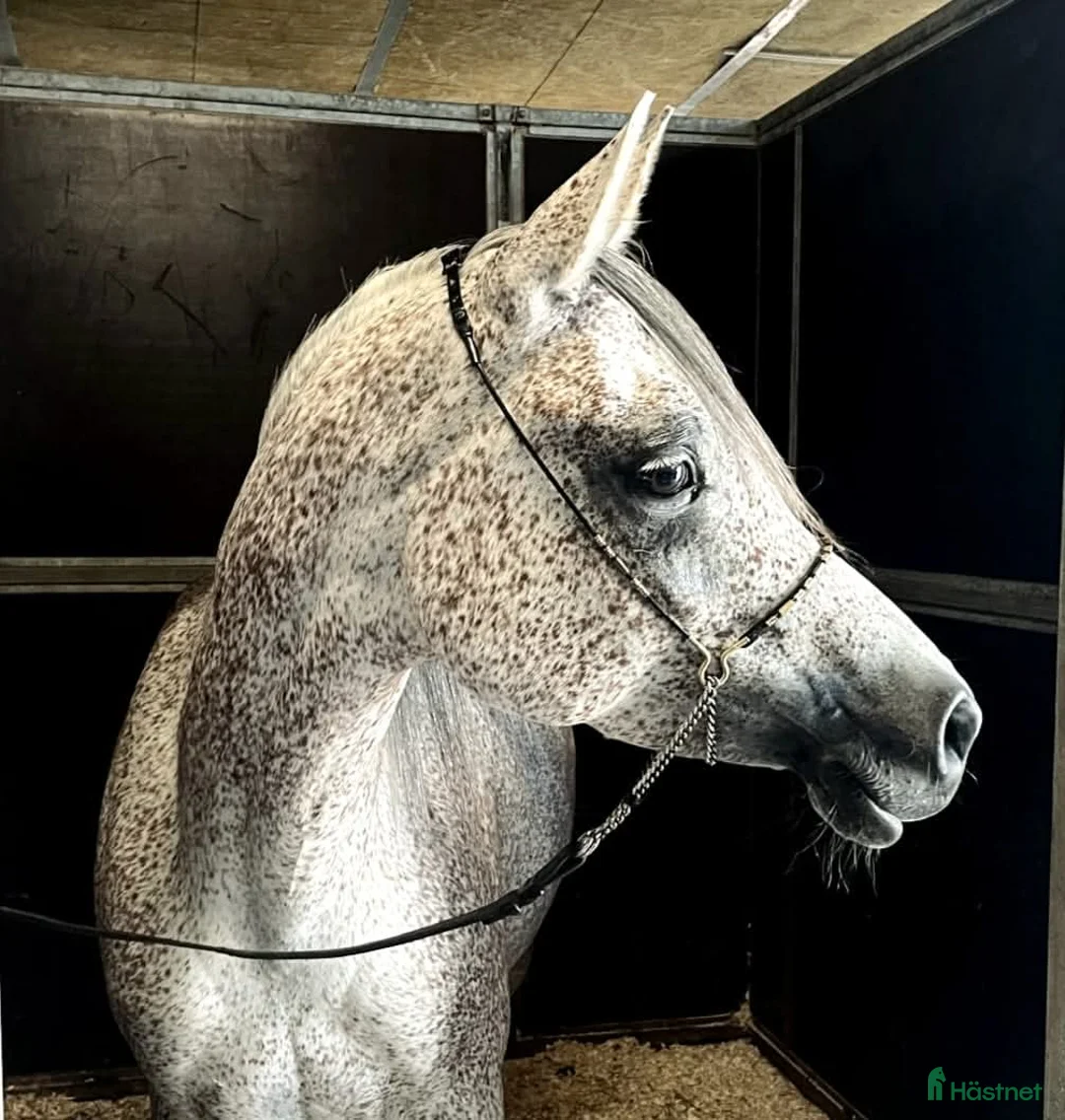 Allround hästar till salu: Charmant Arabsto - Annons 1