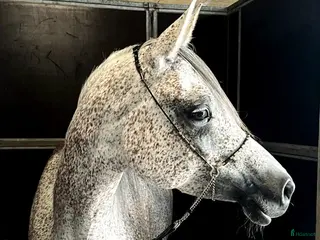 hästar Charmant Arabsto - Annons 16