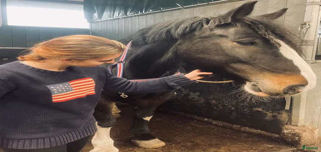 Galleribild {{count}}