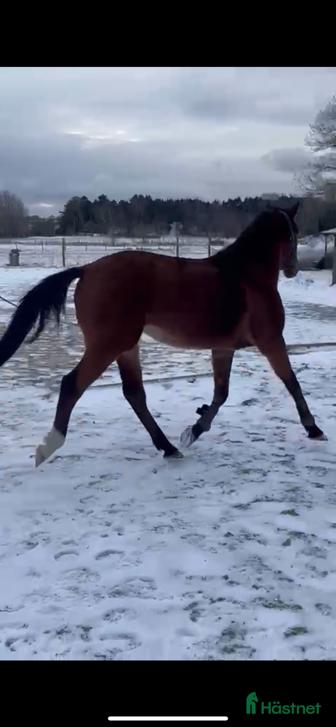 Hoppning hästar till salu: Avlad för hoppsport - Annons 7