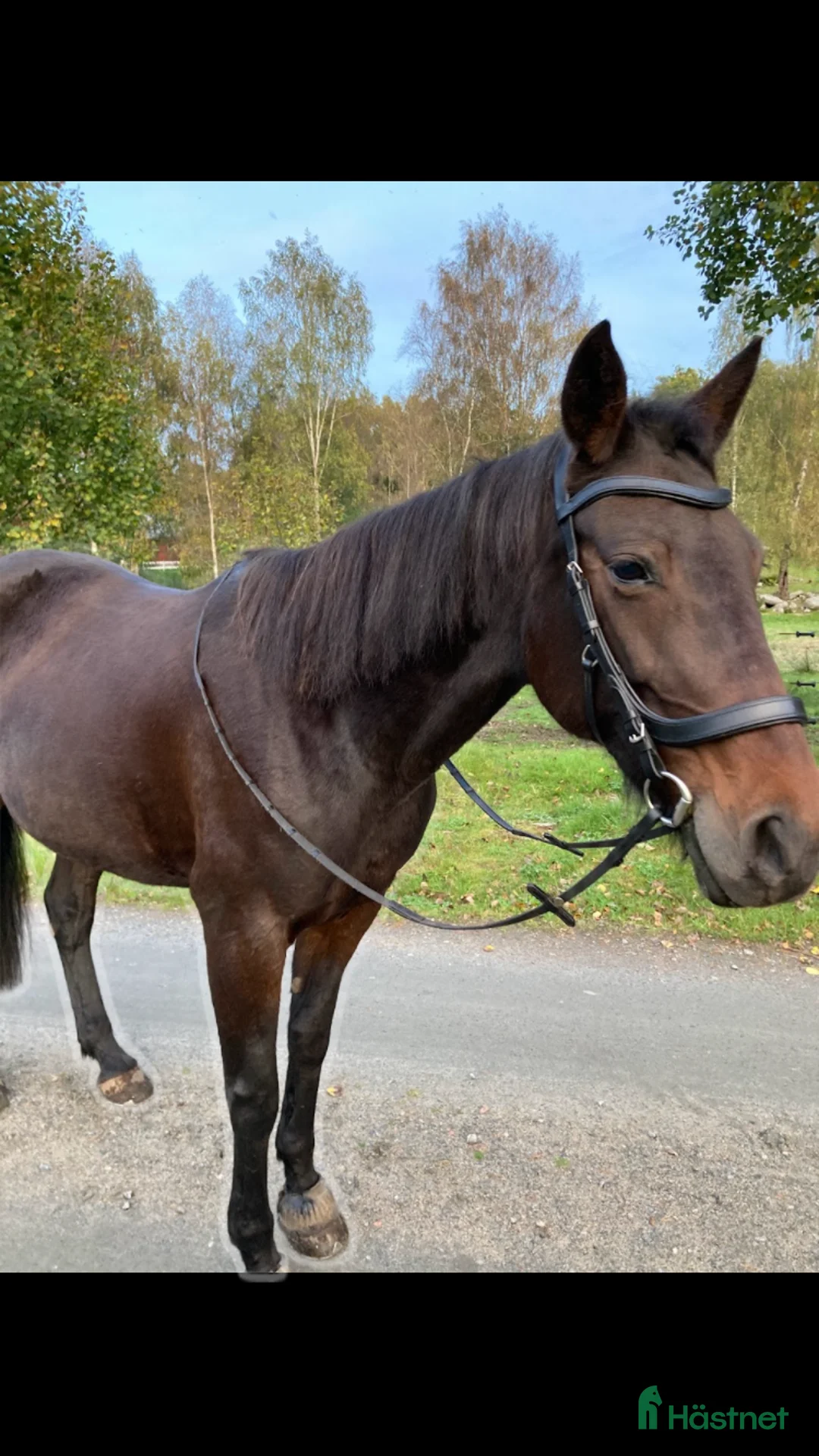 Allround hästar till salu: Fina Ella - Annons 2