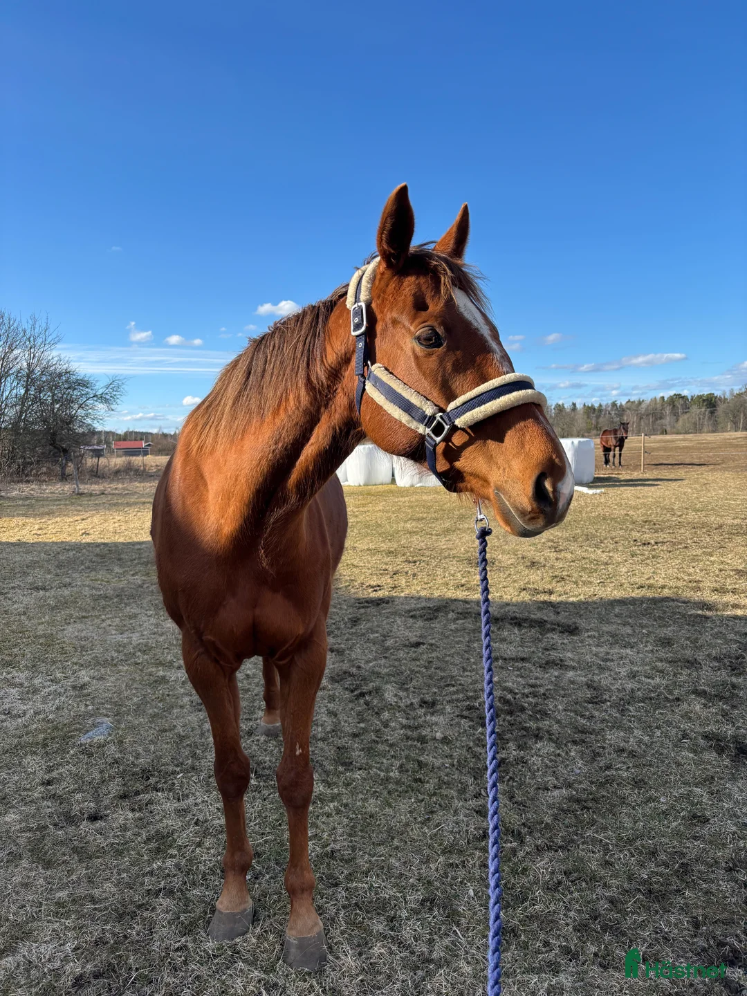 Allround hästar till salu: Super fin tjej i Tenhult - Annons 1