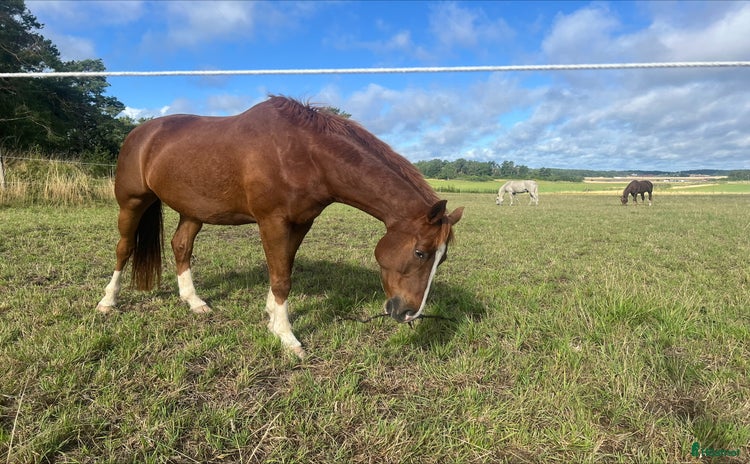  stallplats i Skå - Annons 10