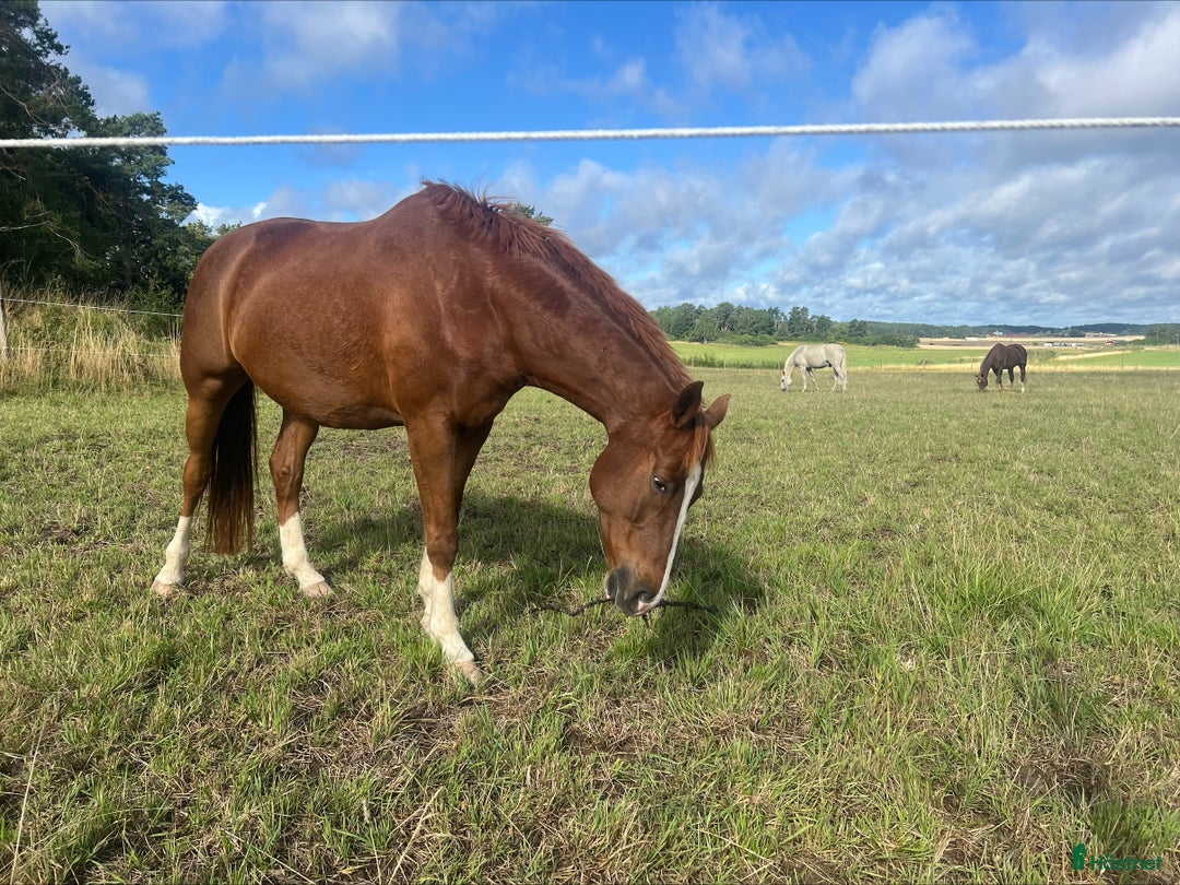  stallplats finnes: Vi har lediga boxplatser på Stall Farmen i Skå - Annons 1