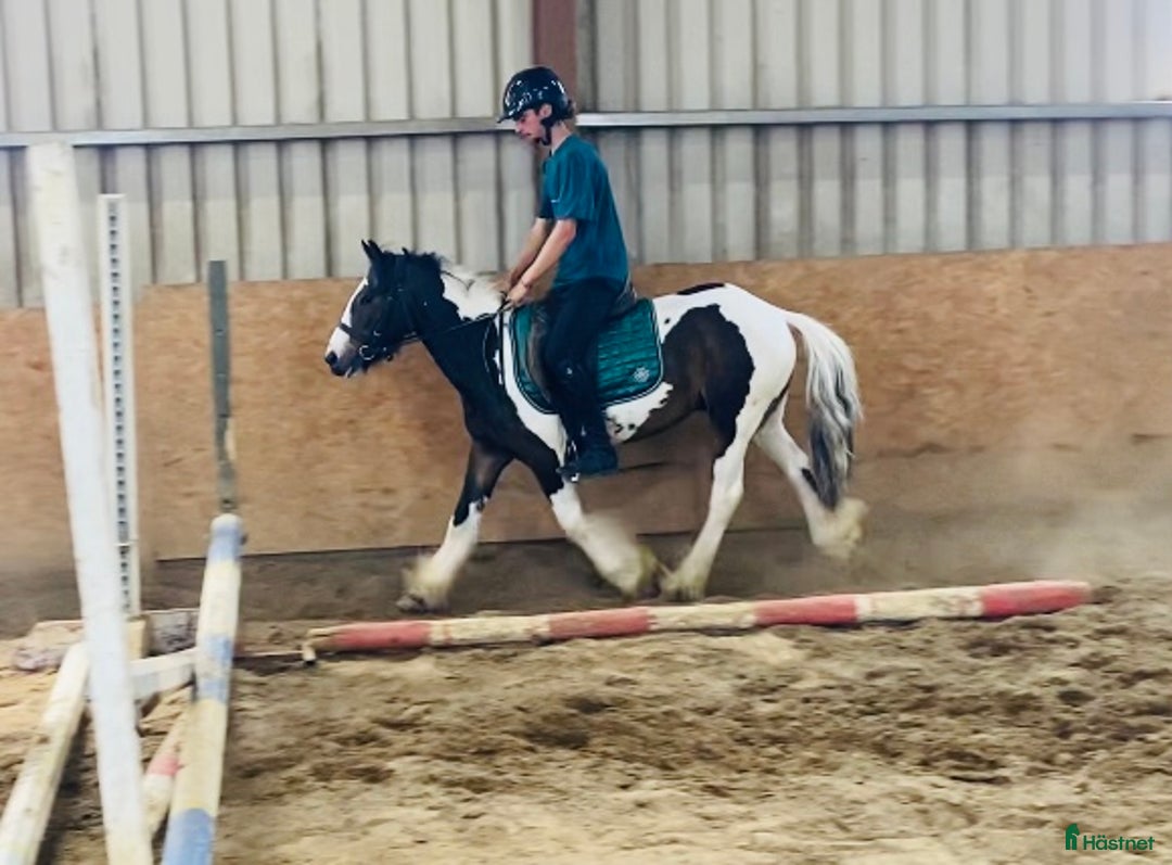 Allround hästar till salu: Selection of Irish ponies i Ljungby - Bild 29