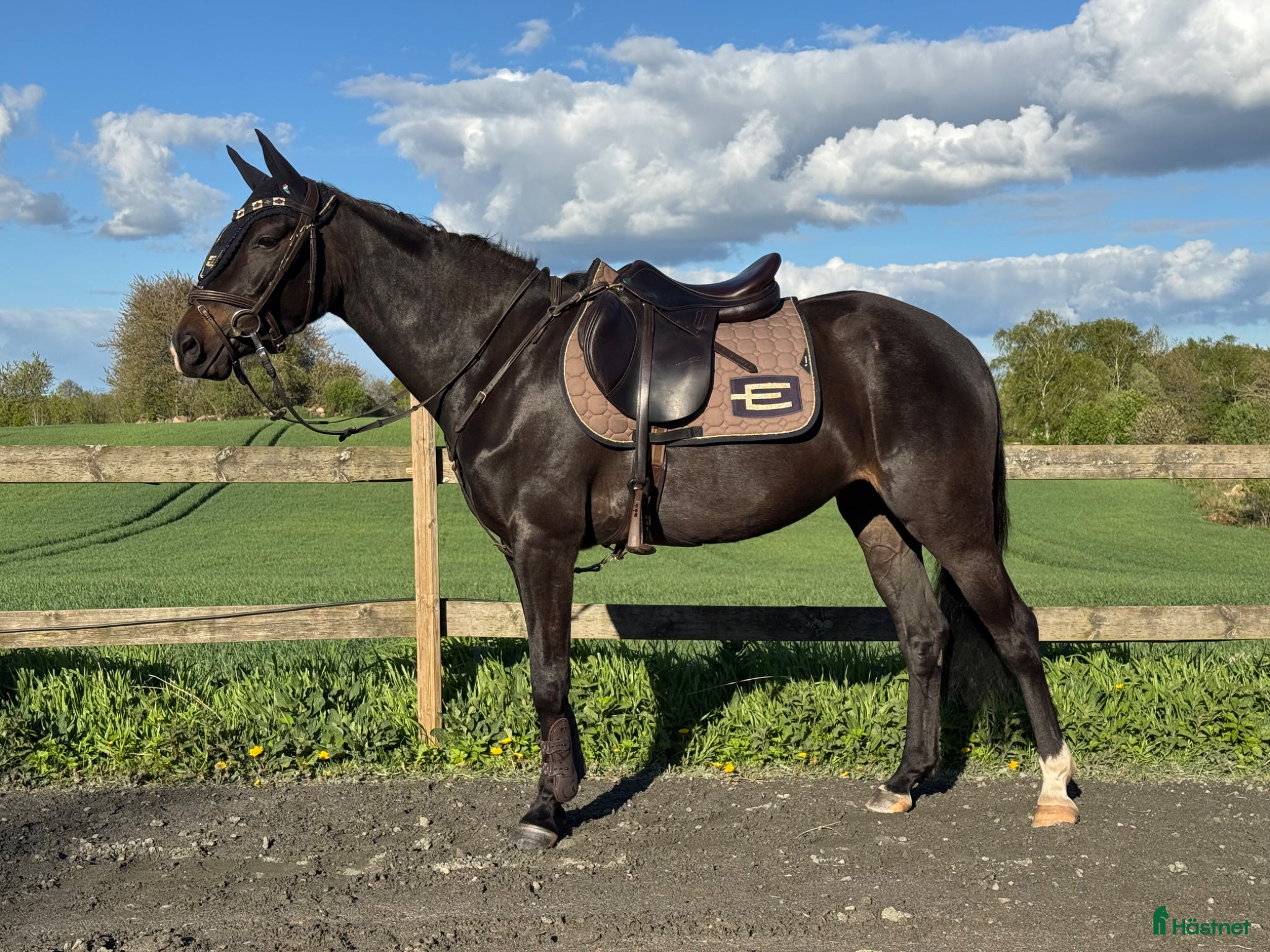 Hoppning hästar till salu: D-ponny e: Emmerton SWB - Annons 1
