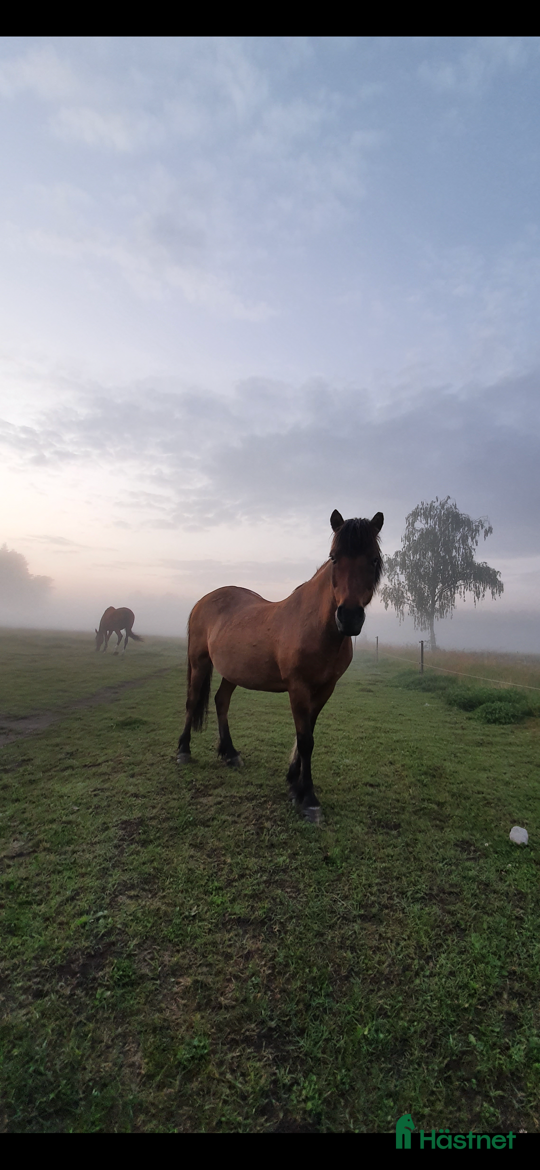 Island hästar till salu: Tre islandshästar (valack efter Ísar fra Keldudal) i Ärla - Annons 9
