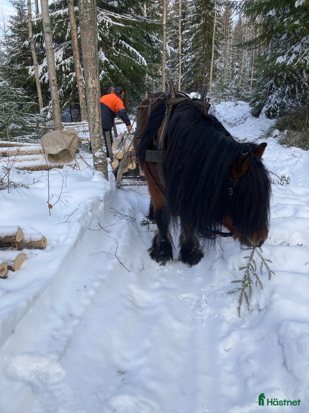 Allround hästar till salu: Nsv brukshingst säljes i Alfta - Annons 7