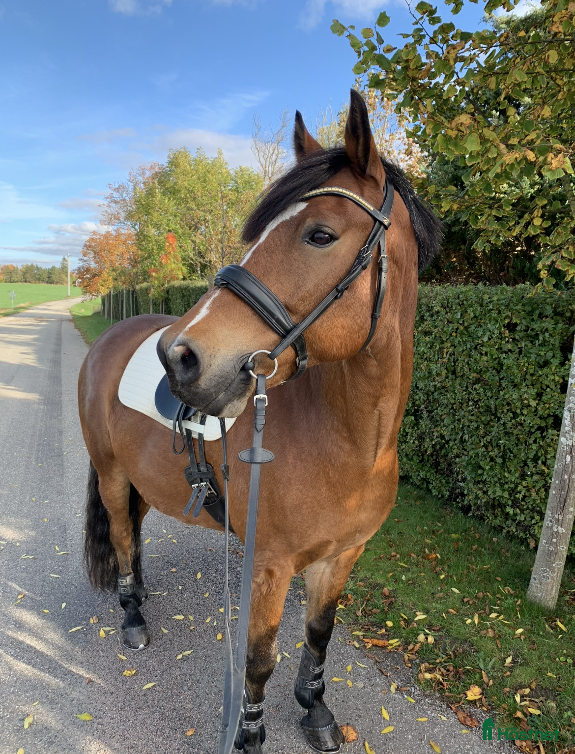  medryttarhäst finnes: Välskolad New Forest  - Annons 6