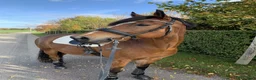  medryttarhäst finnes: Välskolad New Forest  - Annons 1