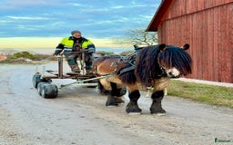 Allround hästar till salu: Cavat, en charmig och social 1 åring! i Klintehamn - Bild 12