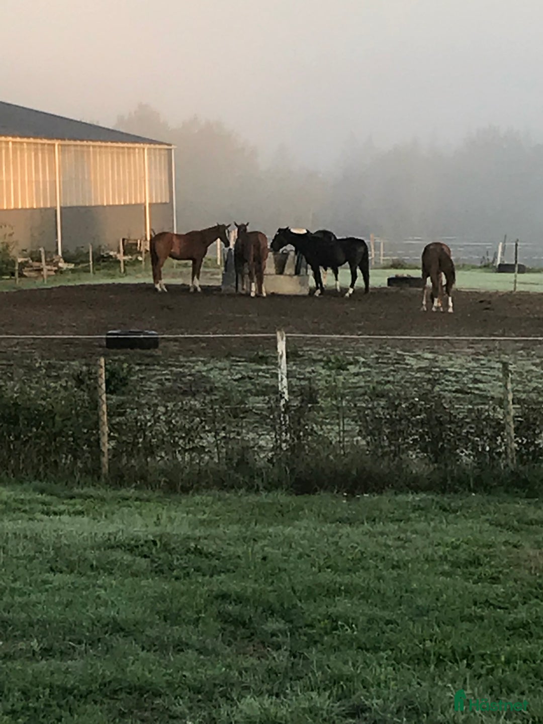  stallplats finnes: Stallplats på stall Toveryd i Jönköping - Annons 2