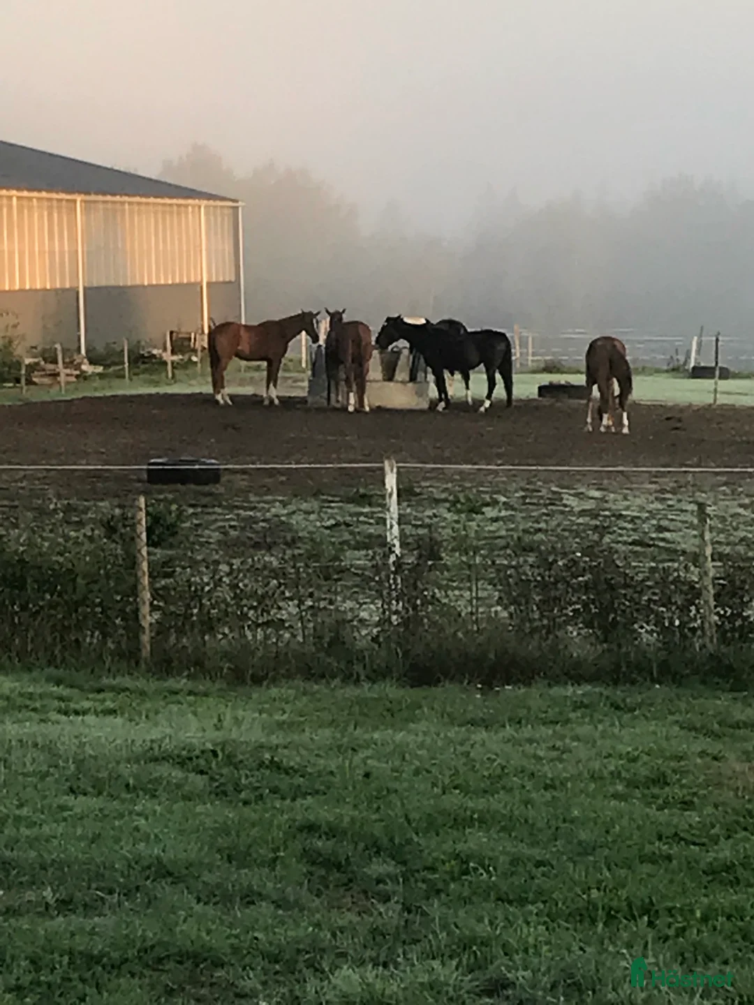  stallplats finnes: Stallplats på stall Toveryd - Annons 2