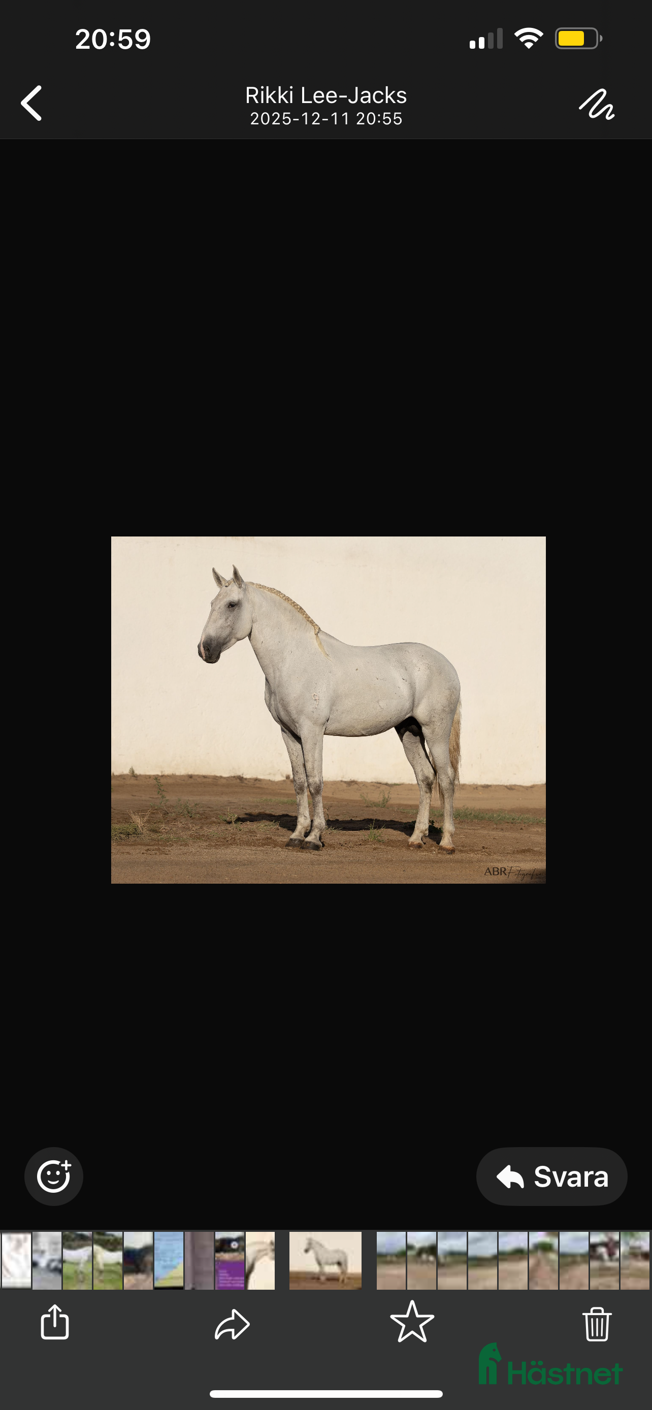  hästar Fantastisk Lusitano  i Skurup - Annons 4