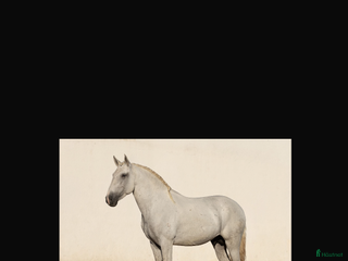 hästar Fantastisk Lusitano i Skurup - Annons 4