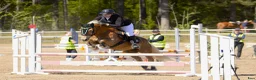 Allround hästar till salu: Haflingervalack - Annons 1