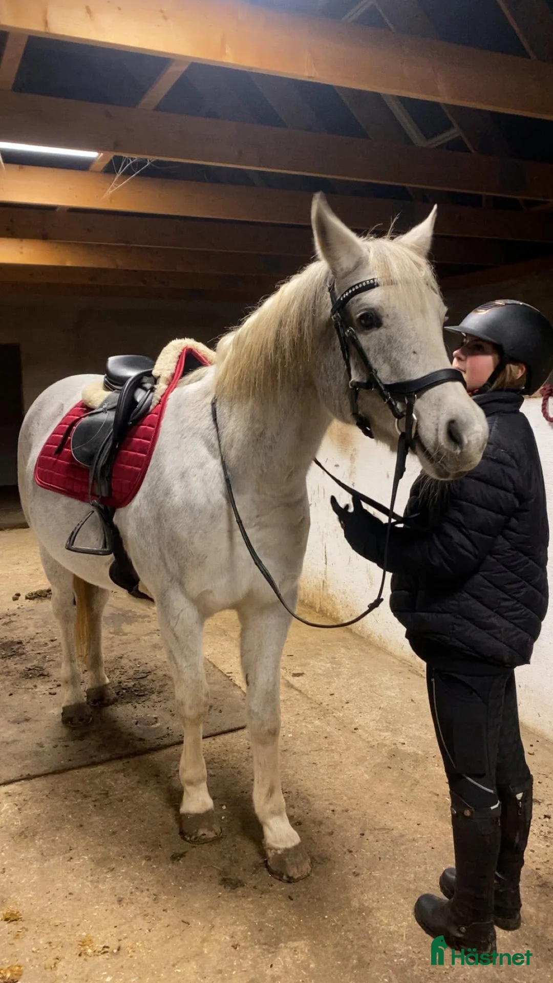 Allround hästar till salu: Trevligt sto i Kristianstad - Annons 3