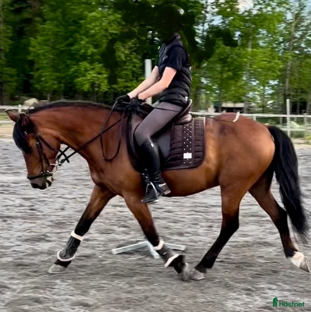 Dressyr hästar till salu: Tingad perfekt att växa med i Ervalla - Annons 1