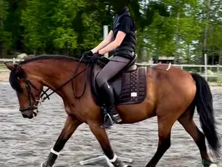 hästar Tingad perfekt att växa med i Ervalla - Annons 18