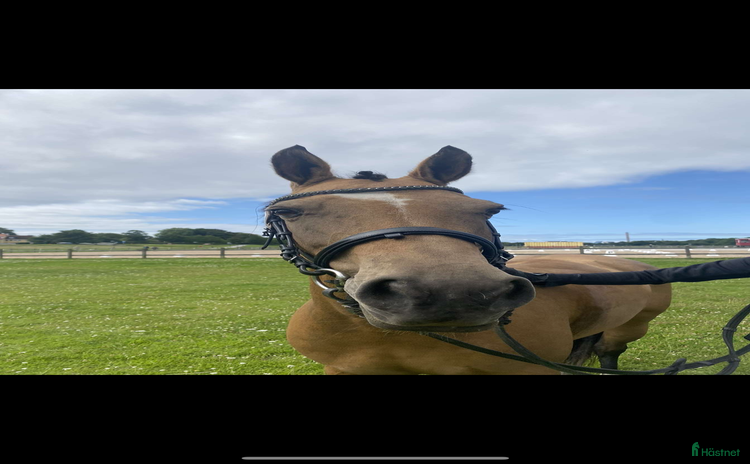  medryttarhäst finnes i Sankt OLOF - Annons 18