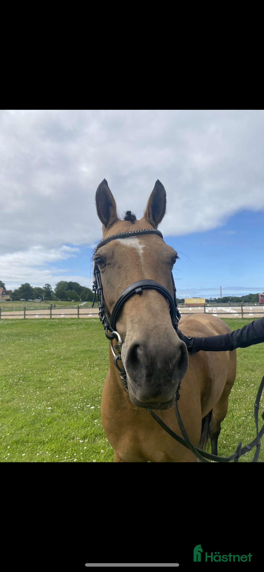  medryttarhäst finnes: Väldens snällaste ponny söker medryttare! - Annons 1