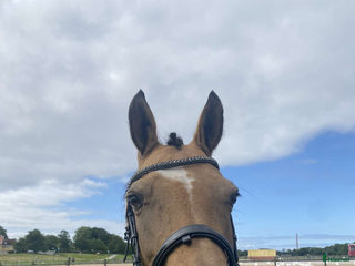 medryttarhäst finnes: Väldens snällaste ponny söker medryttare! i Sankt OLOF - Annons 8