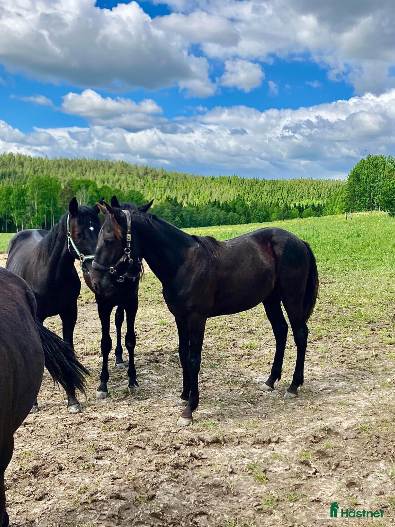 hästar Ettårig hingst efter Flocki d’Aurcy - Annons 2