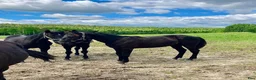 Trav hästar till salu: Ettårig hingst efter Flocki d’Aurcy - Annons 1