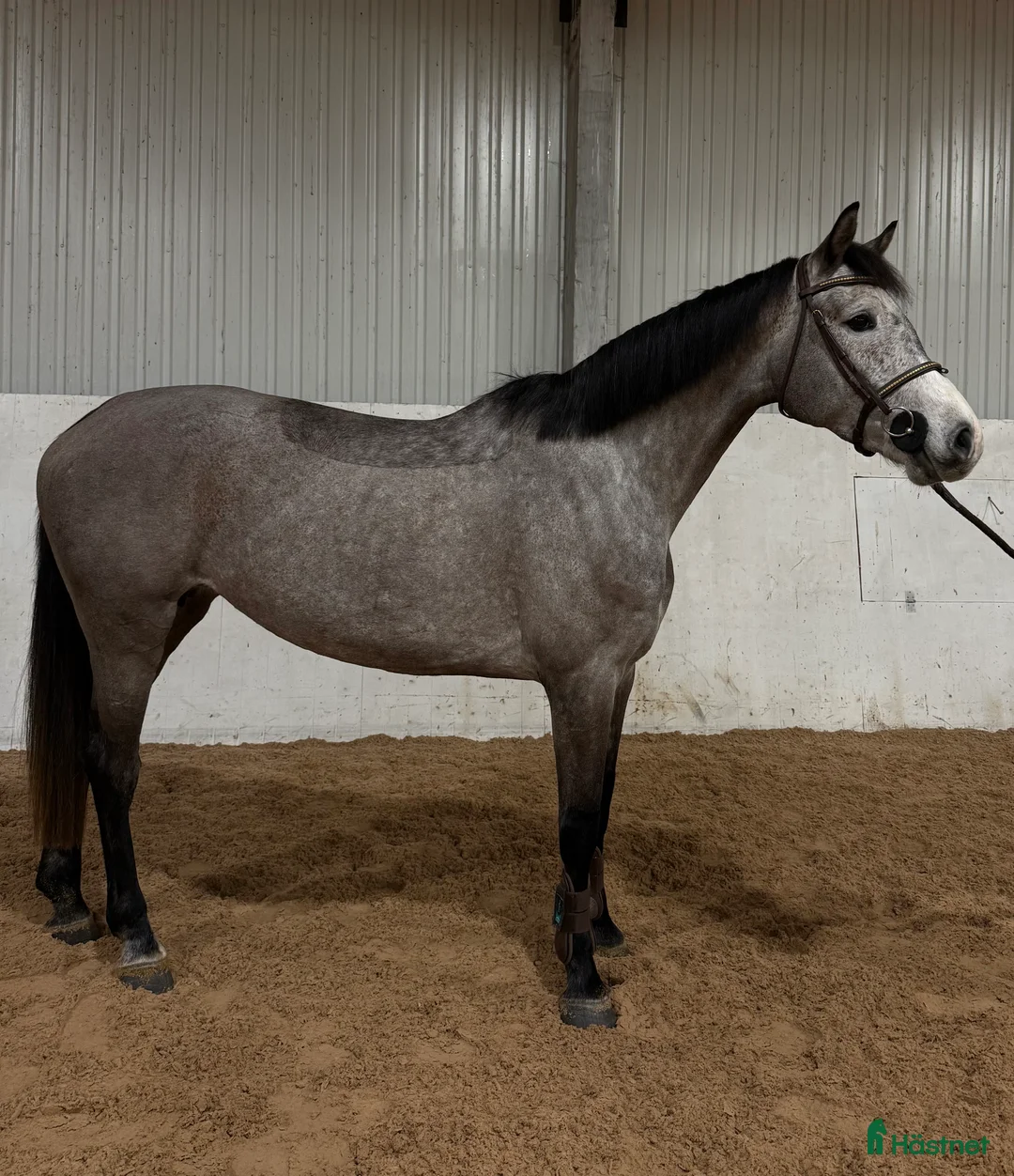 Hoppning hästar till salu: Snyggt sto för sport eller avel  i Karlstad - Annons 3