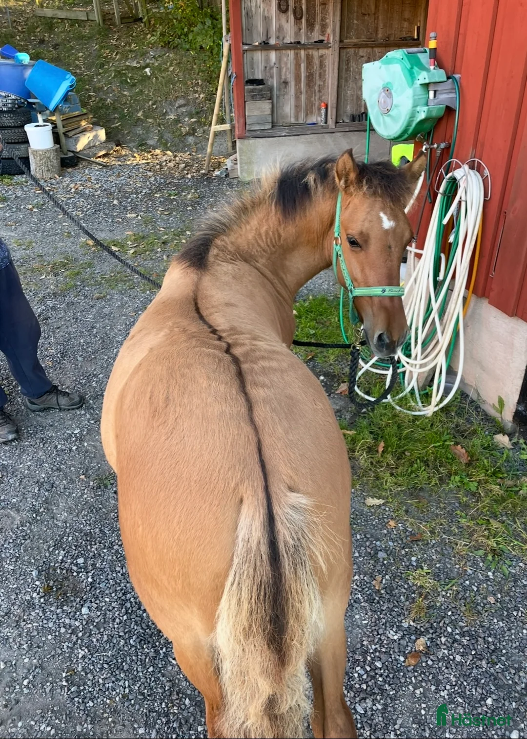 Allround hästar till salu: Kigermustang i Klövedal - Annons 5
