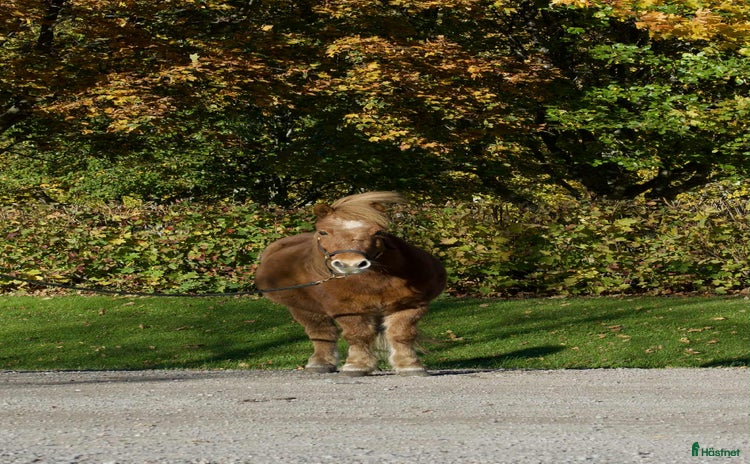  hästar i Sundsvall - Annons 12