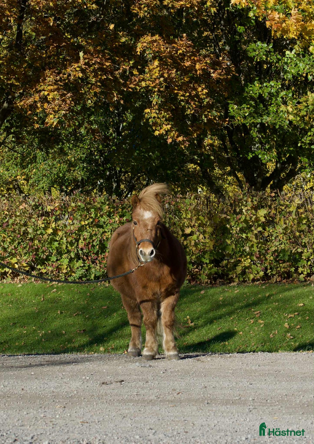 Trav hästar till salu: Snabb bästa vän i Sundsvall - Annons 1