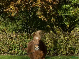 hästar Snabb bästa vän i Sundsvall - Annons 17