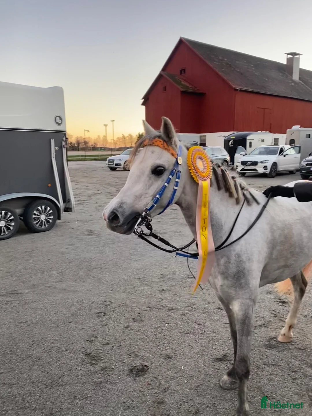 Galopp hästar till salu: Jättefin ponny för galoppbanorna  - Annons 2