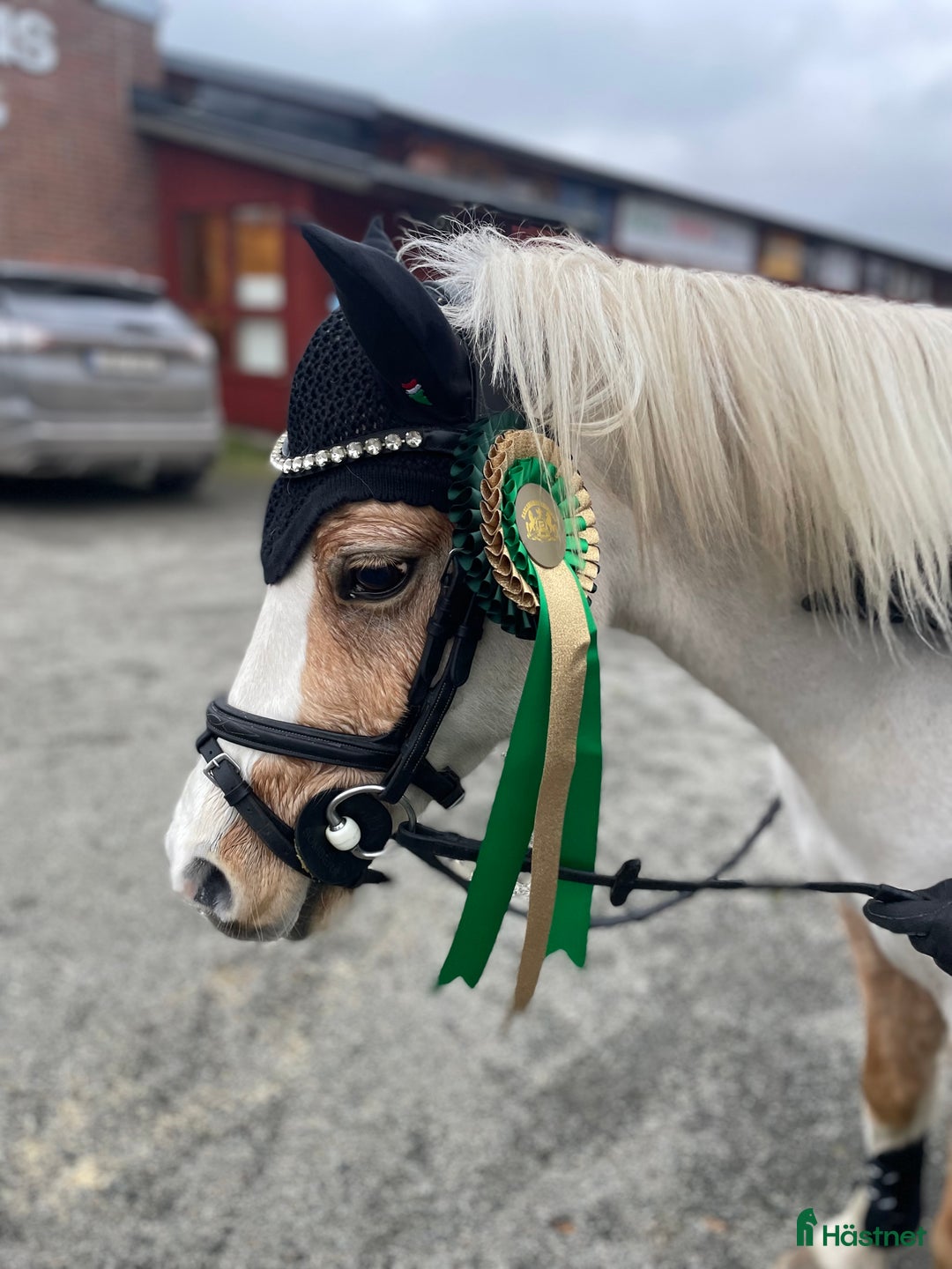 Allround hästar till salu: Blivande treåring, welsh sec B. i Strömsnäsbruk - Annons 15