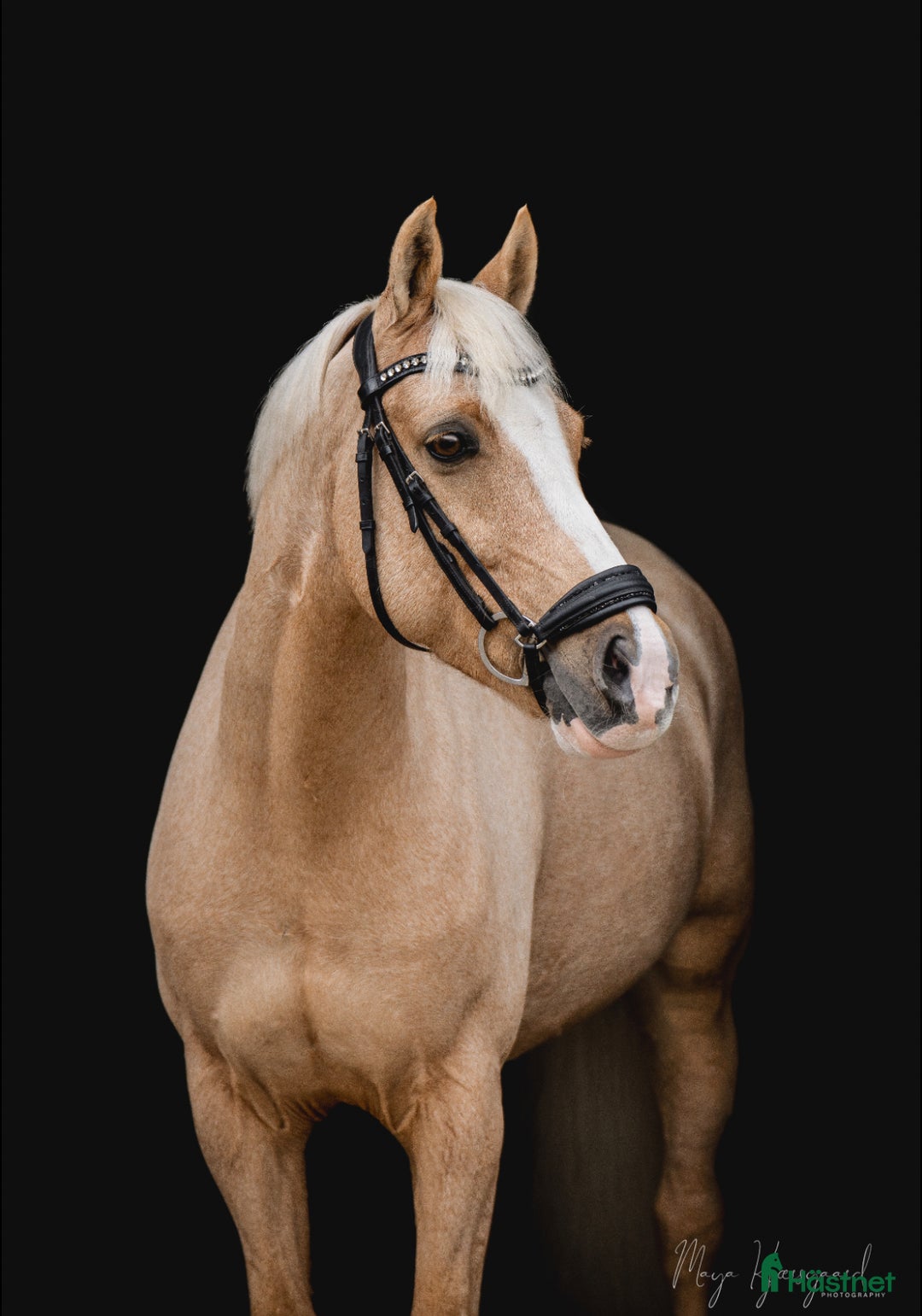 Dressyr hästar till salu: Hesselteichs A Candy Man - Annons 2