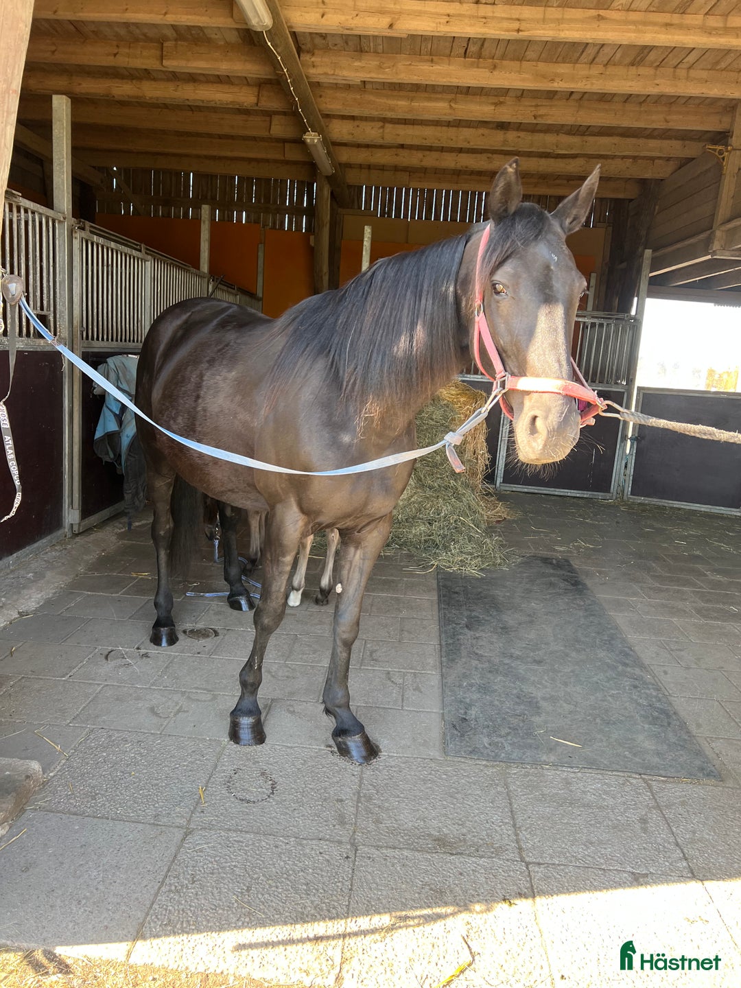 Trav hästar till salu: Fin julklapp  i Hallsberg - Annons 1