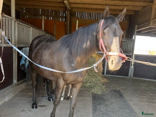 hästar Fin julklapp i Hallsberg - Annons 1