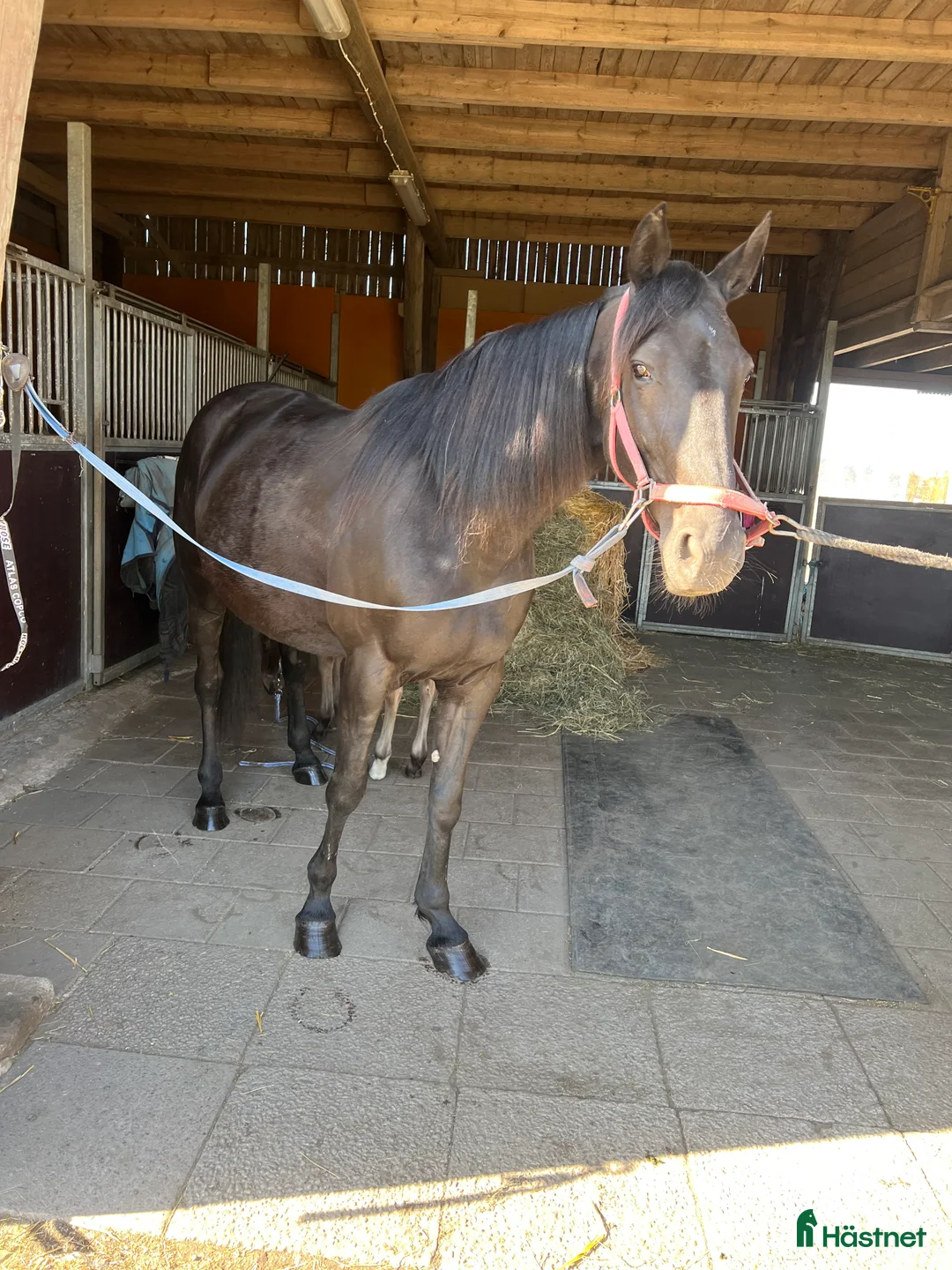 Trav hästar till salu: Dräktig sto - Annons 1