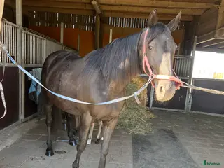 hästar Dräktig sto - Annons 3