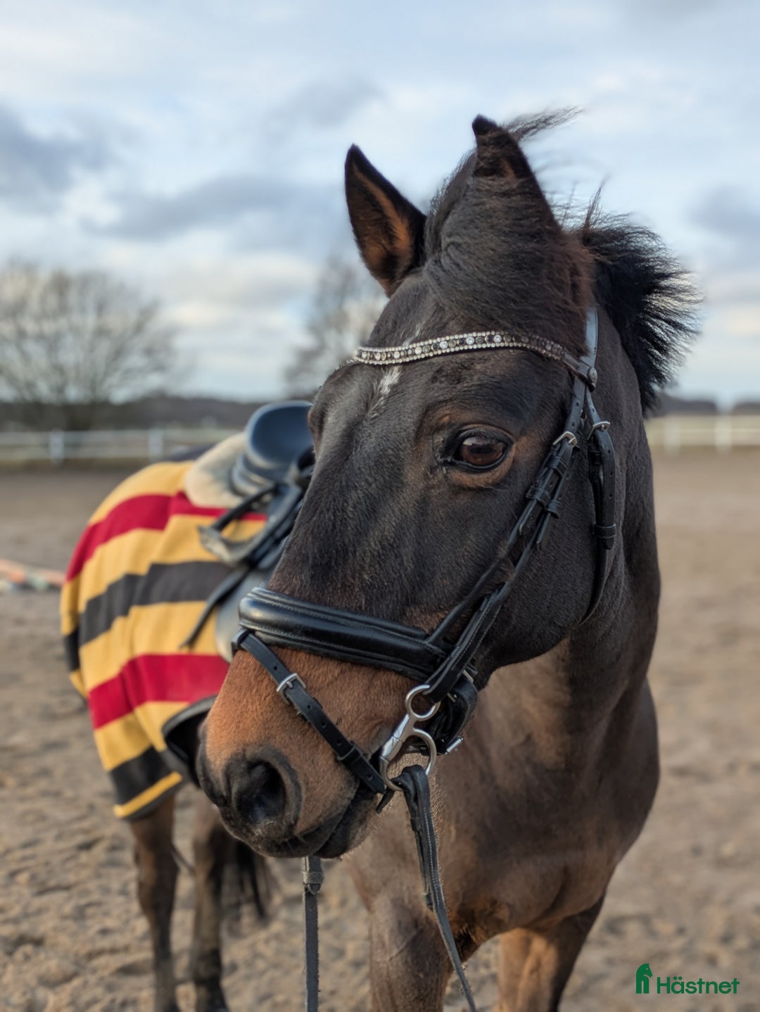 Hoppning hästar till salu: En på miljonen  i Fjärås - Annons 4